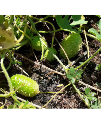 Pepino mini de Brasil maxixe