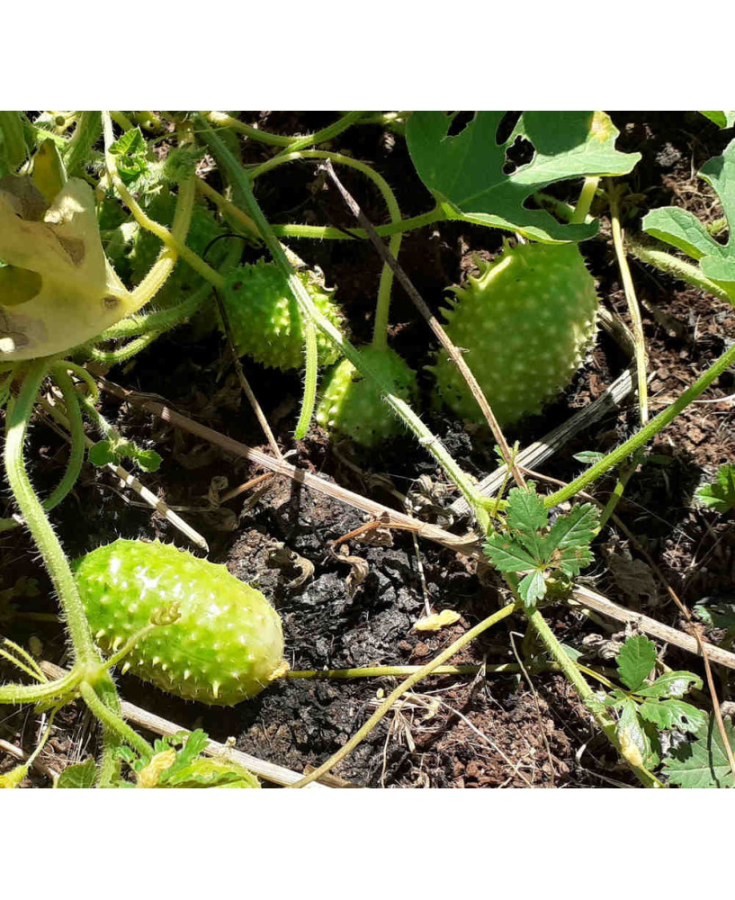 Pepino mini de Brasil maxixe