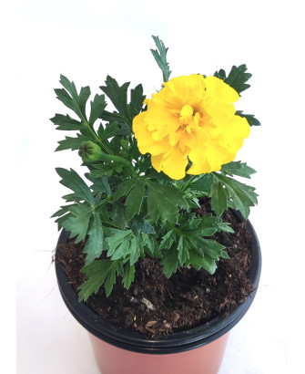 Clavel de indias pequeño amarillo