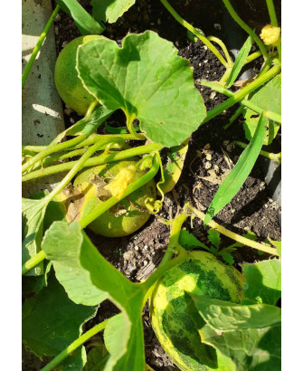 Pepino redondo amarillo