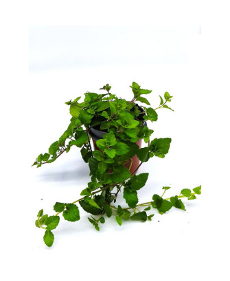 Ajedrea menta de la india
