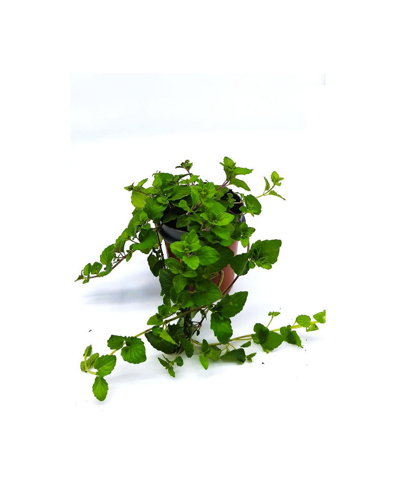 Ajedrea menta de la india