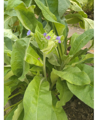 Pulmonaria