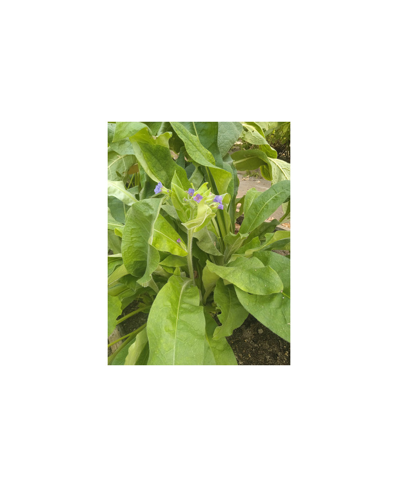 Pulmonaria