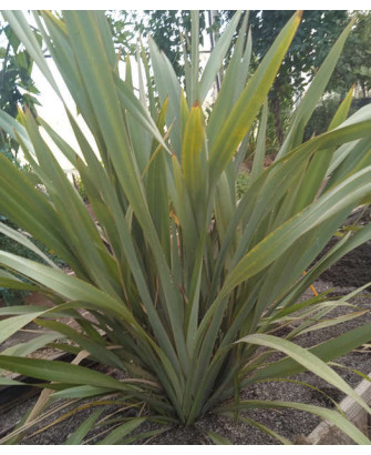 Planta hacer cuerdas verde