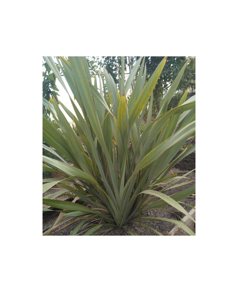 Planta hacer cuerdas verde