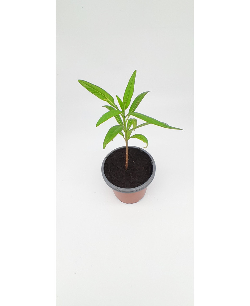 Asclepias curassavica