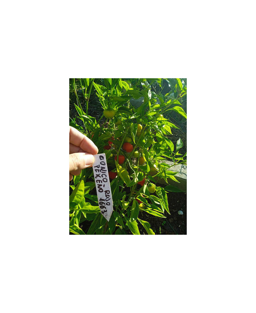 Pimiento dulce cónico pequeño rojo