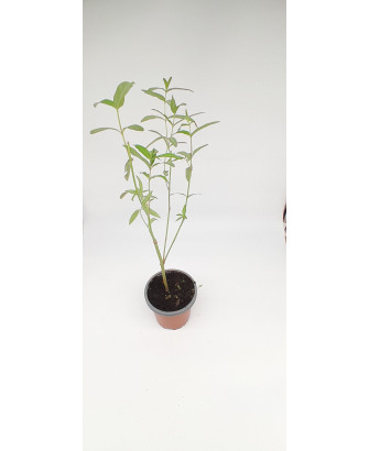 Asclepias incarnat