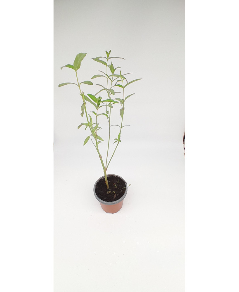 Asclepias incarnat