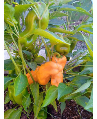 Pimiento dulce redondo pequeño naranja / amarillo