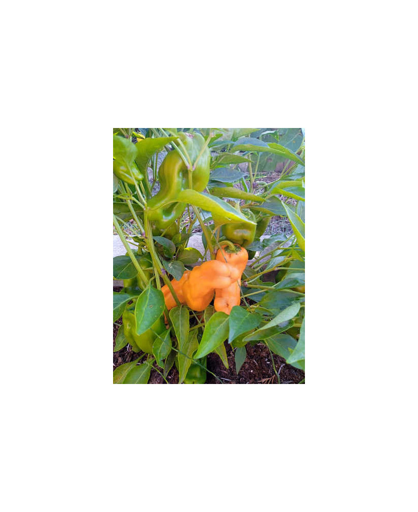 Pimiento dulce redondo pequeño naranja / amarillo