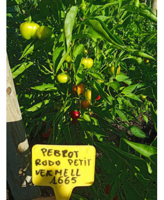 Pimiento dulce pequeño redondo rojo