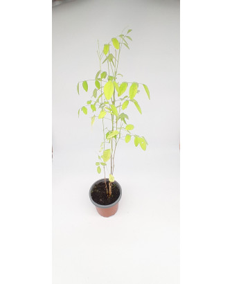 Clitoria blanca