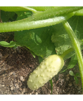 Pepinillo verde claro