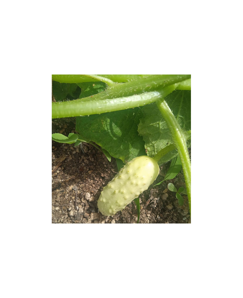 Pepinillo verde claro