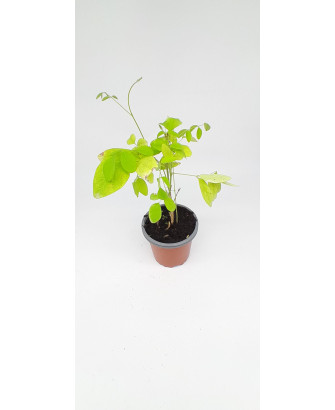 Clitoria rosa