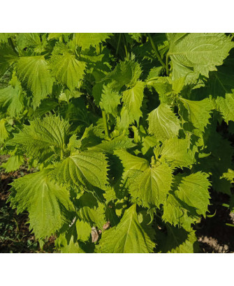 Perilla verde rizada