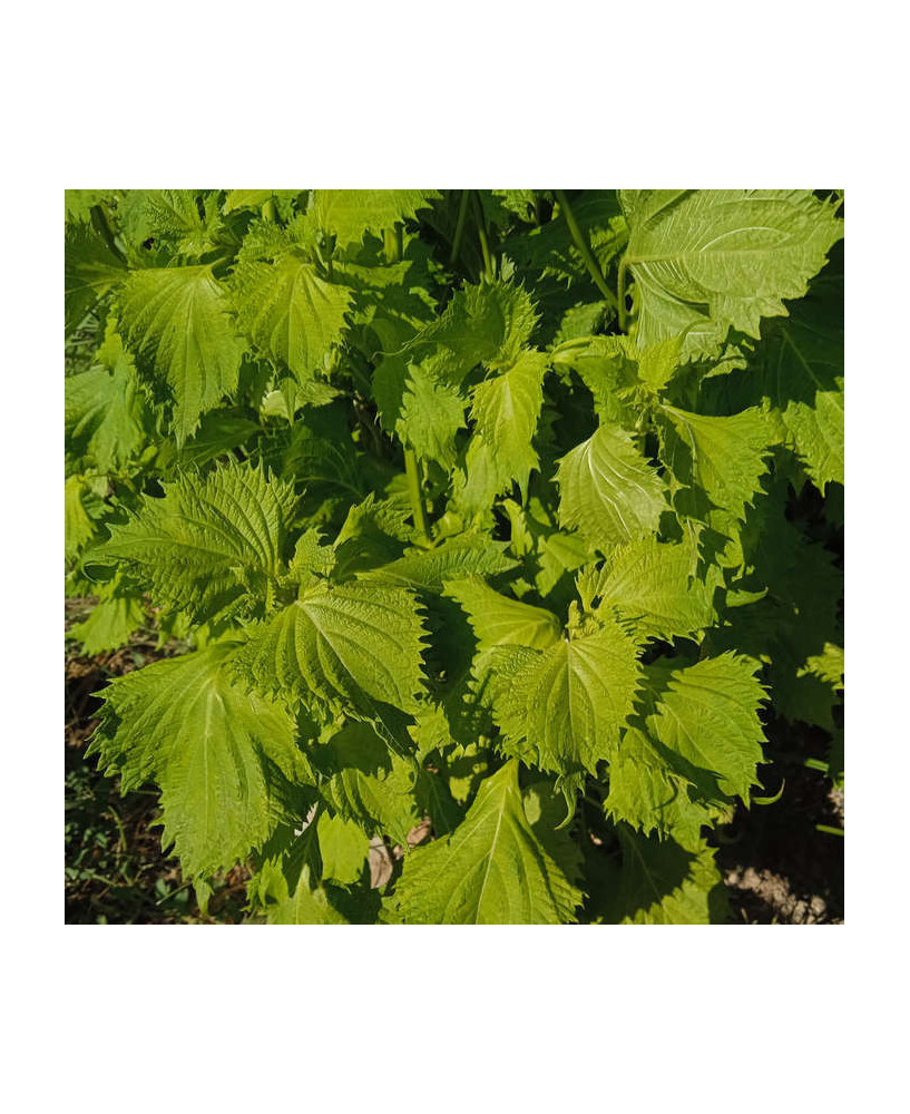 Perilla verde rizada