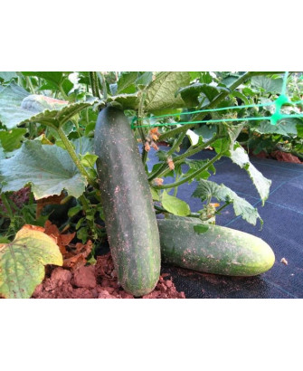 Pepino de país