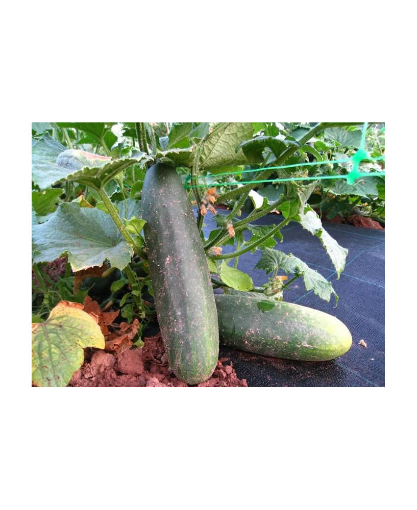 Pepino de país