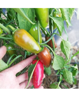 Pimiento picante jalapeño