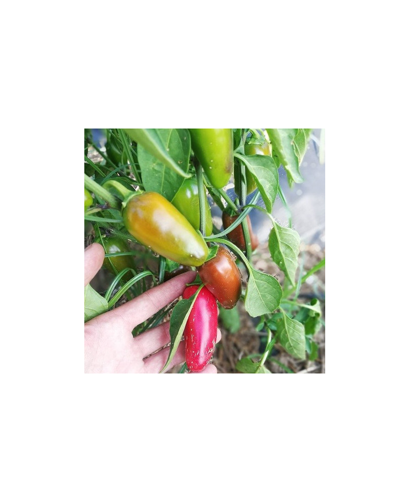 Pimiento picante jalapeño