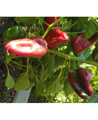 Pimiento del Piquillo