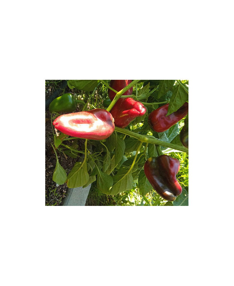 Pimiento del Piquillo