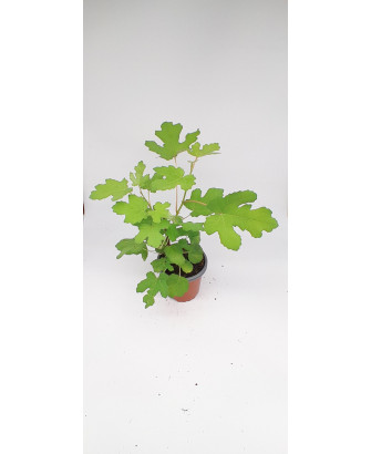 Higuera negra silvestre