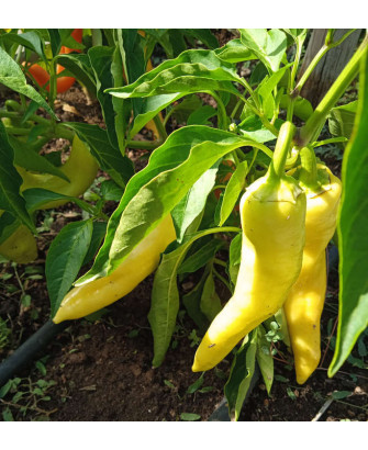 Pimiento dulce italiano verde claro de Gerona