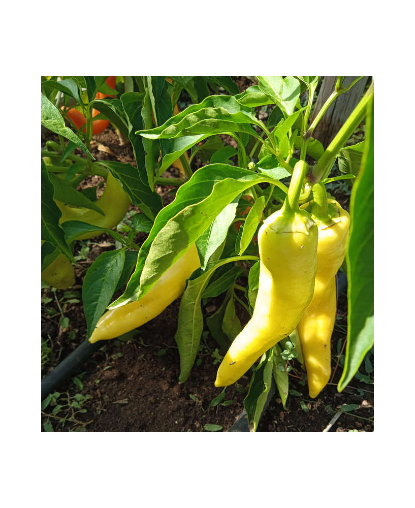 Pimiento dulce italiano verde claro de Gerona
