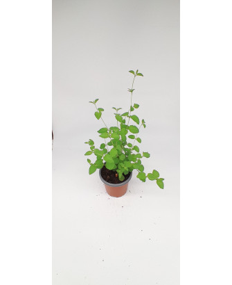 Lantana rastrera blanca
