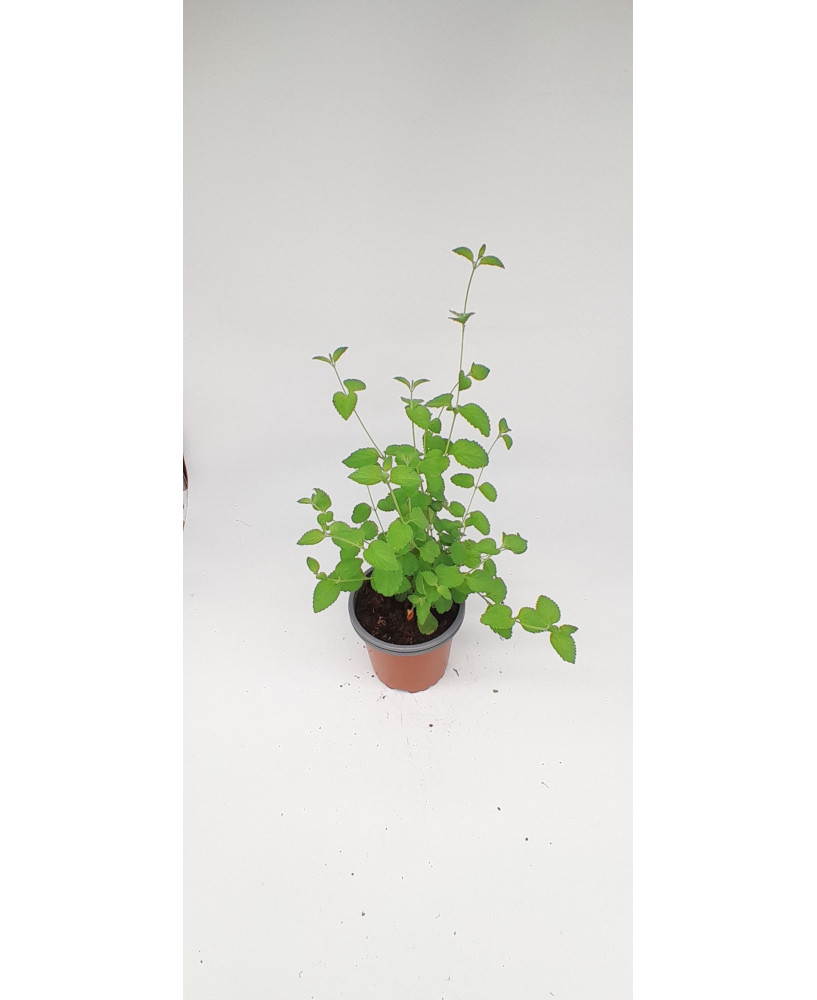 Lantana rastrera blanca