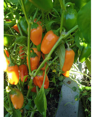 Pimiento dulce naranja cónico pequeño