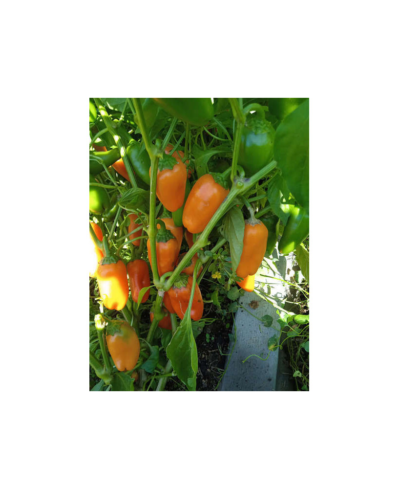 Pimiento dulce naranja cónico pequeño