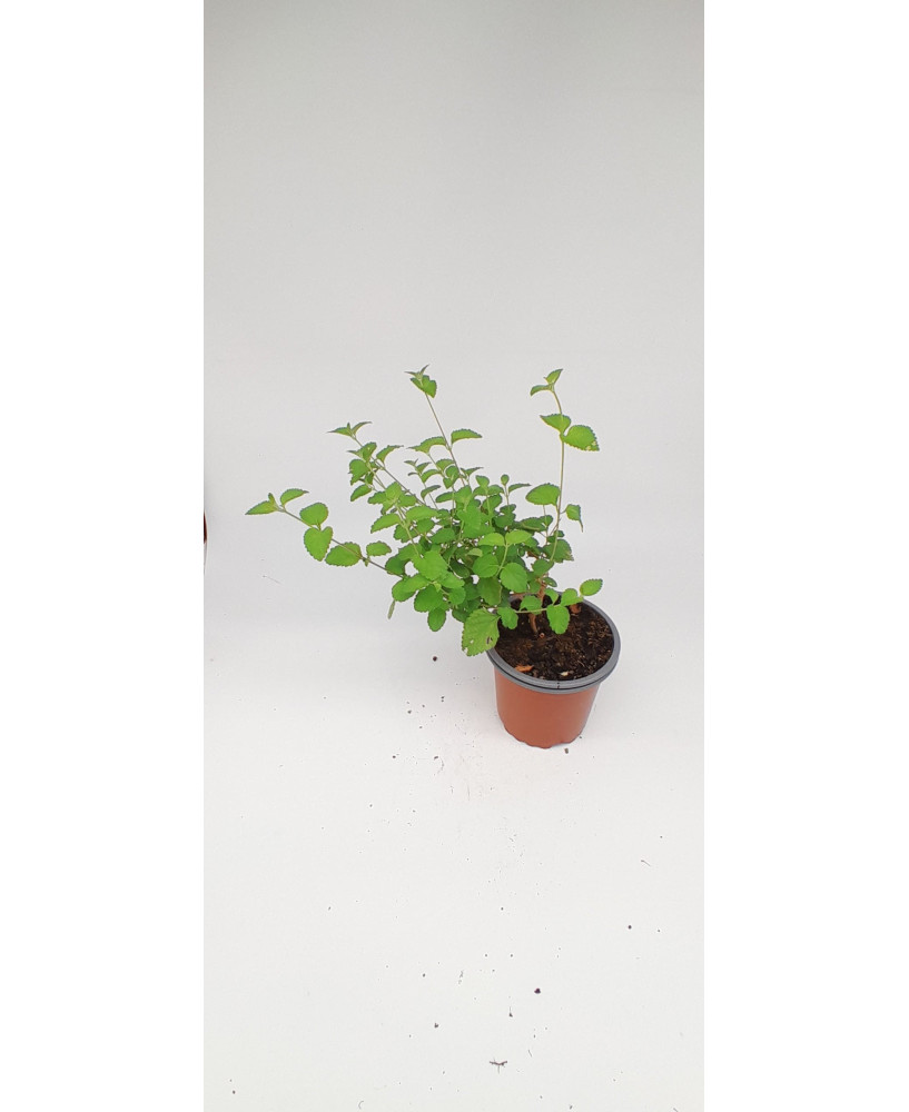 Lantana rastrera lila