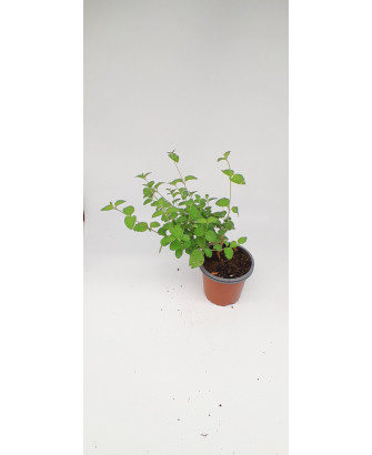Lantana rastrera lila