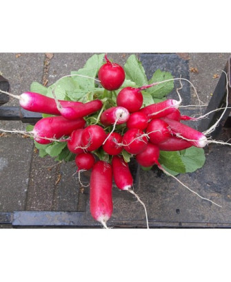 Rabanitos de colores
