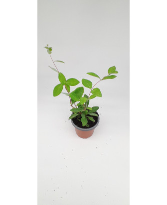 Madreselva flor rosa/amarilla