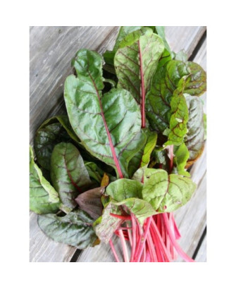 Remolacha hoja ensalada