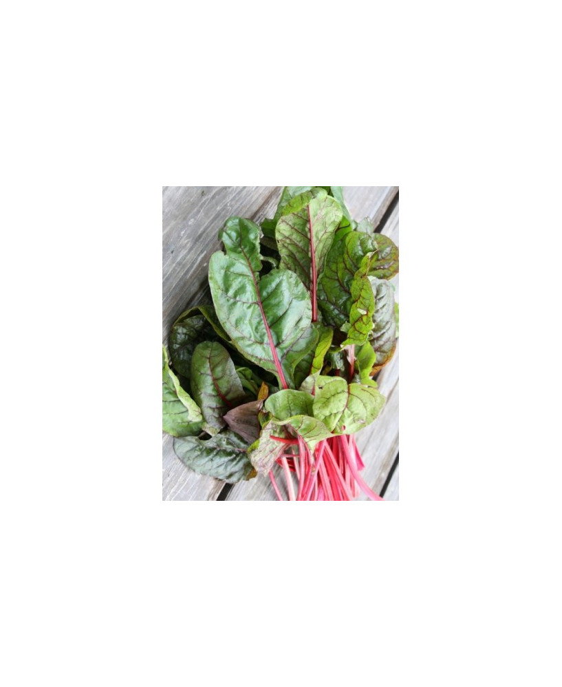 Remolacha hoja ensalada