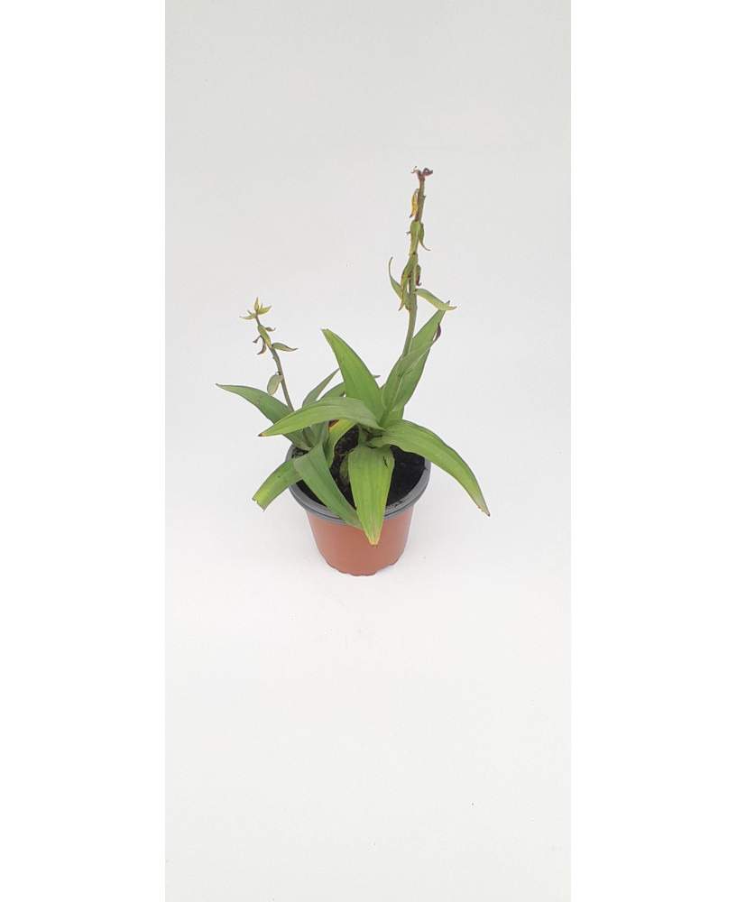 Orquídea de los pantano