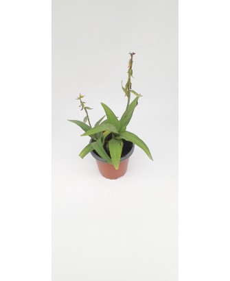Orquídea de los pantano