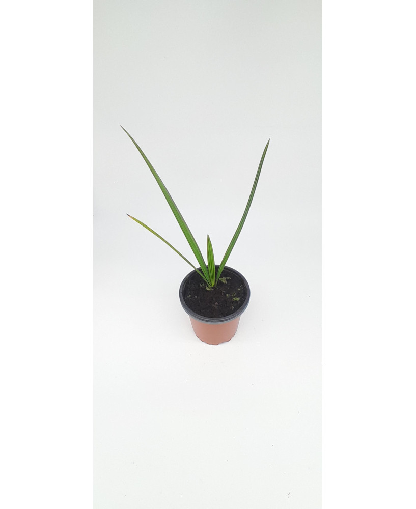 Palmera datileras