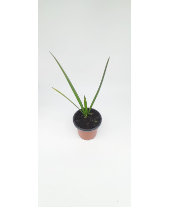 Palmera datileras