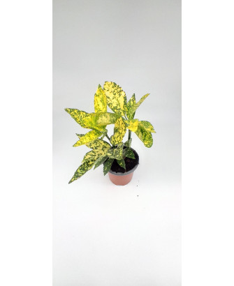 Planta aucuba japonica amarillo