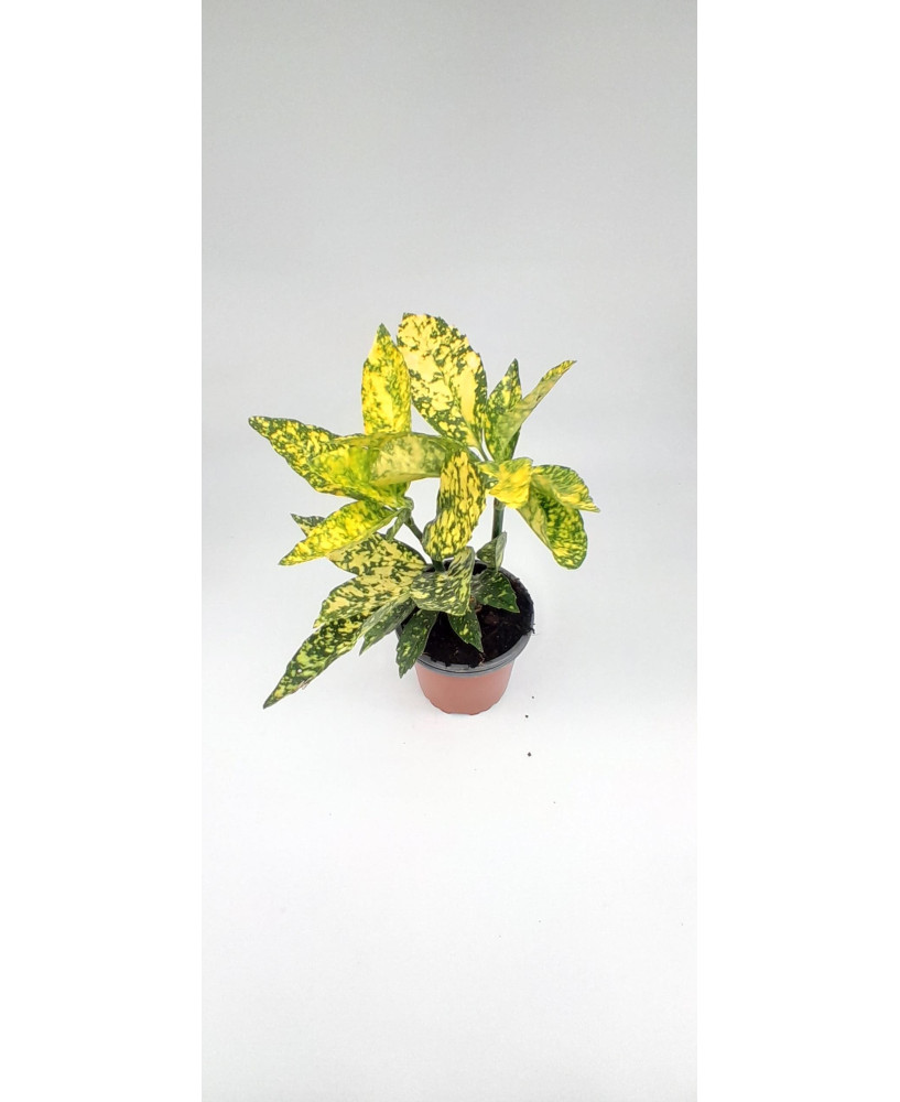 Planta aucuba japonica amarillo