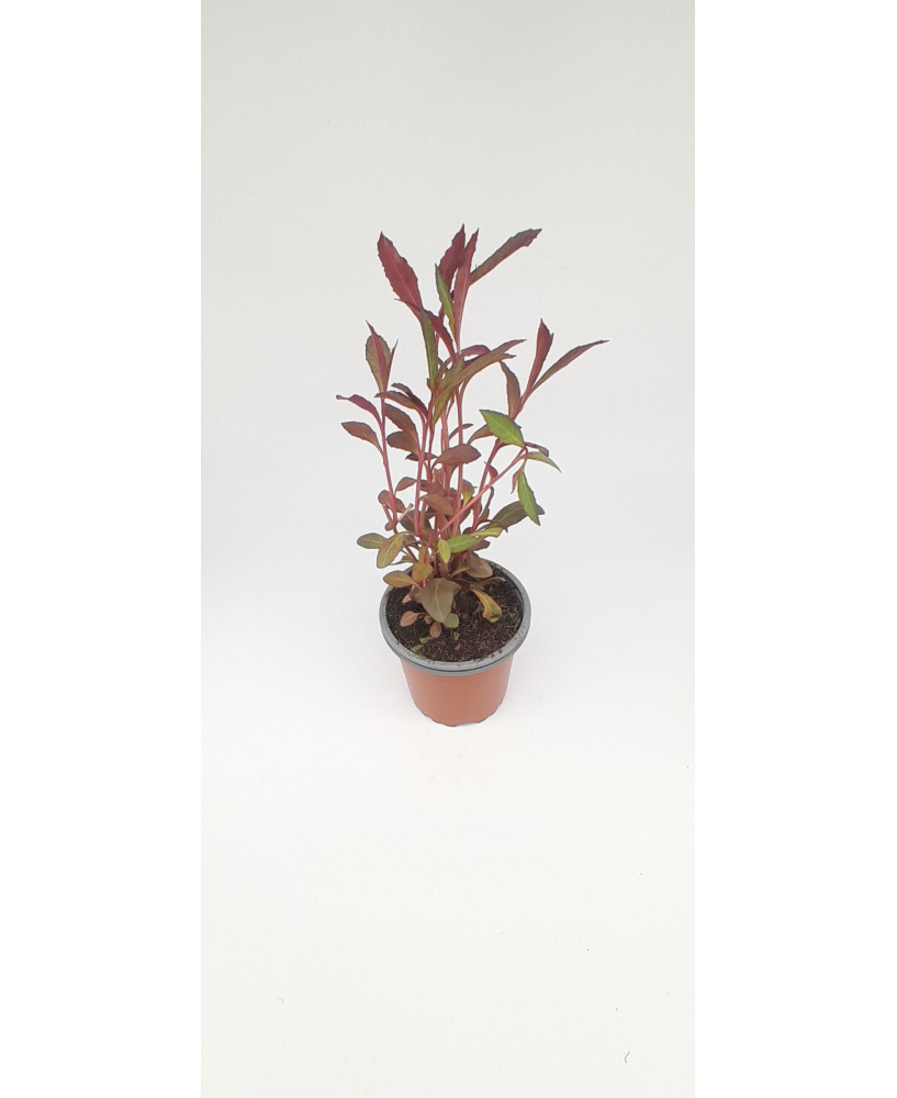 Planta de agua cardenal encarnada