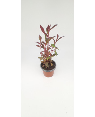 Planta de agua cardenal encarnada